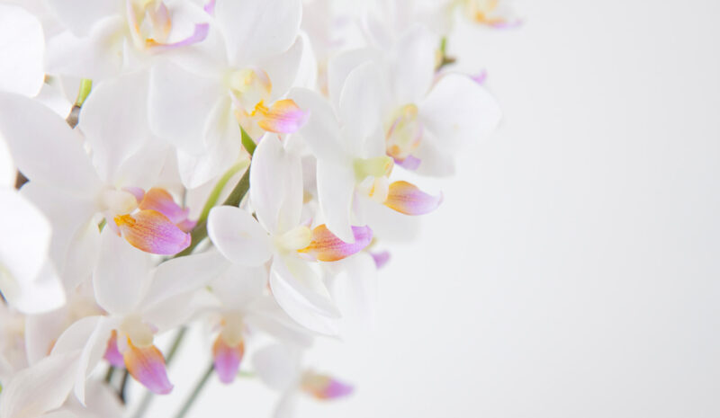 orchid