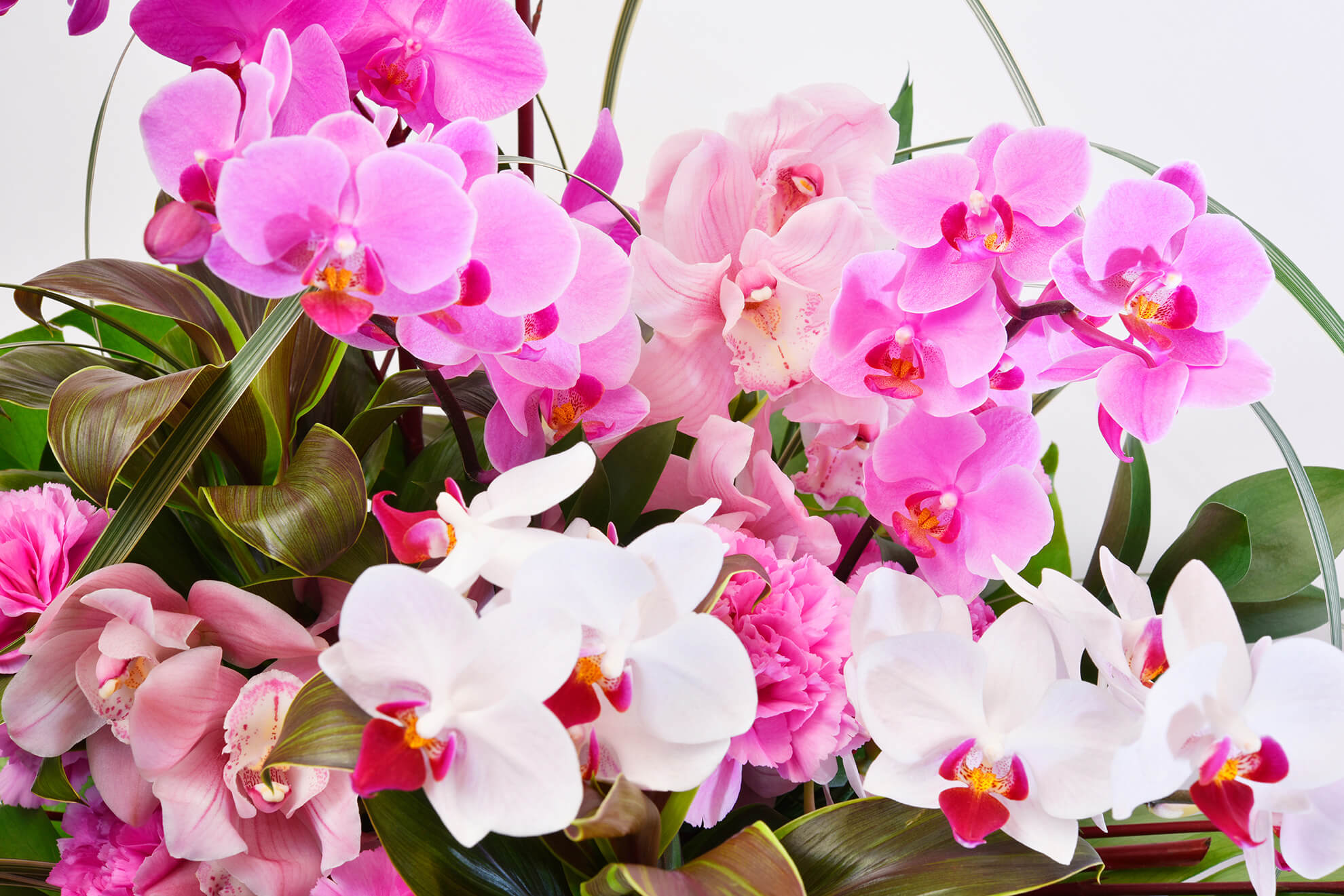 Phalaenopsis orchid